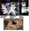 3 kleine Mini yorkshire Chihwawa Mix Welpen