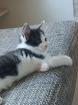Katzen baby in guten händen abzugeben